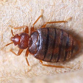 Bed Bug Heat Treatment