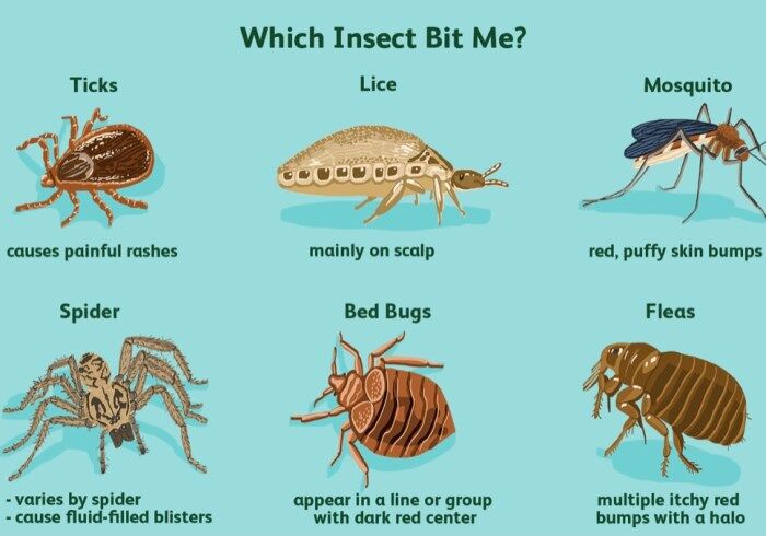 Identifying Bed Bug Bites - Bed Bug Exterminators Washington DC - MD - VA
